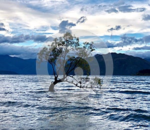 Ã°Å¸ÅÂ³ That Wanaka Tree, New Zealand Ã°Å¸ÅÂ³ ~ ~ ~ ~ ~ ~ ~ ~